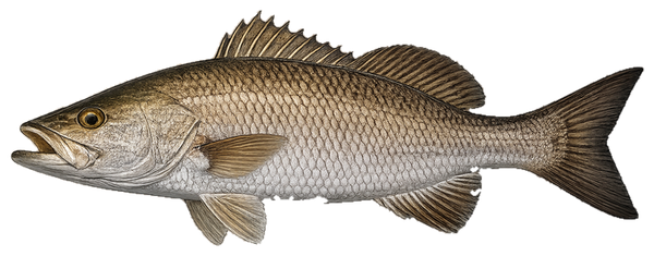 Mangrove Snapper
