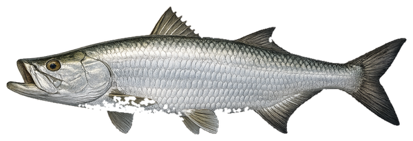 Tarpon